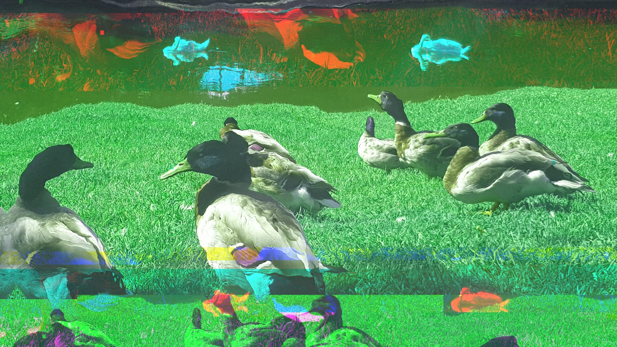05 ─ Glitch au naturel