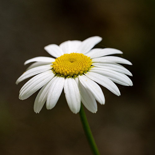 05 ─ Macro photographie